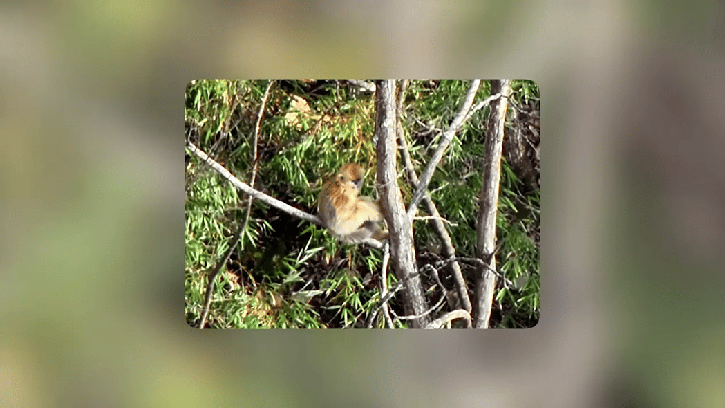 videoframe_8160